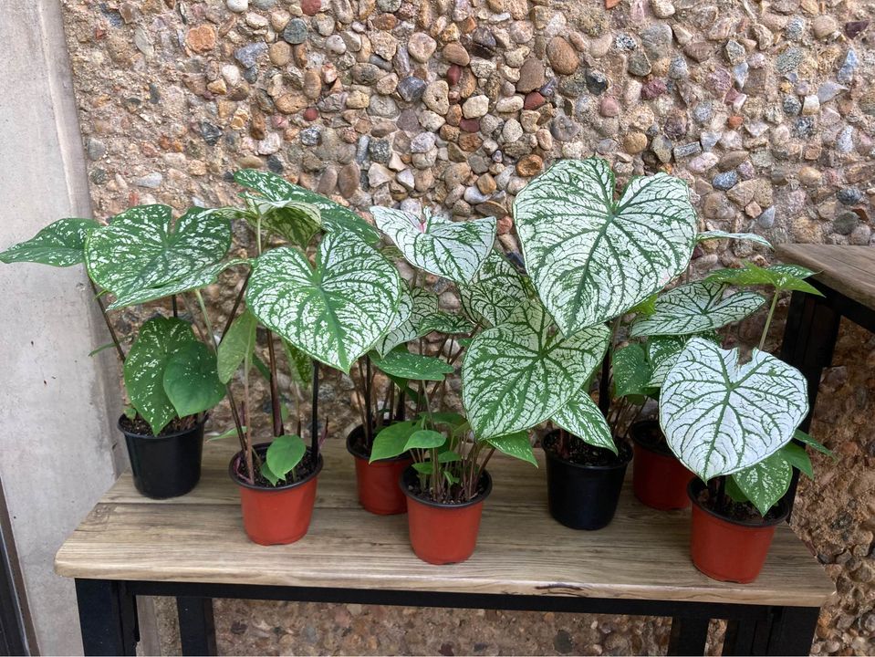 Caladium 'White Chrismas'